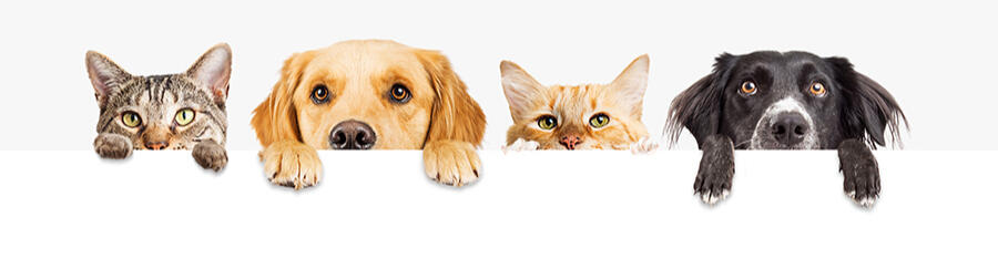 dogpad catpad dogpad catpad platzsets für Hunde und Katzen